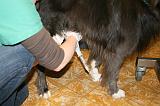 INSEMINATION ARTIFICIELLE 004